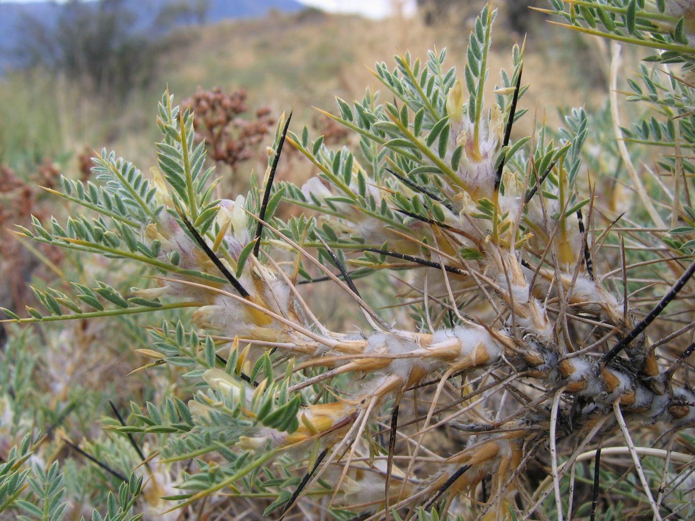 Изображение особи Astragalus bactrianus.