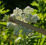 Sambucus ebulus