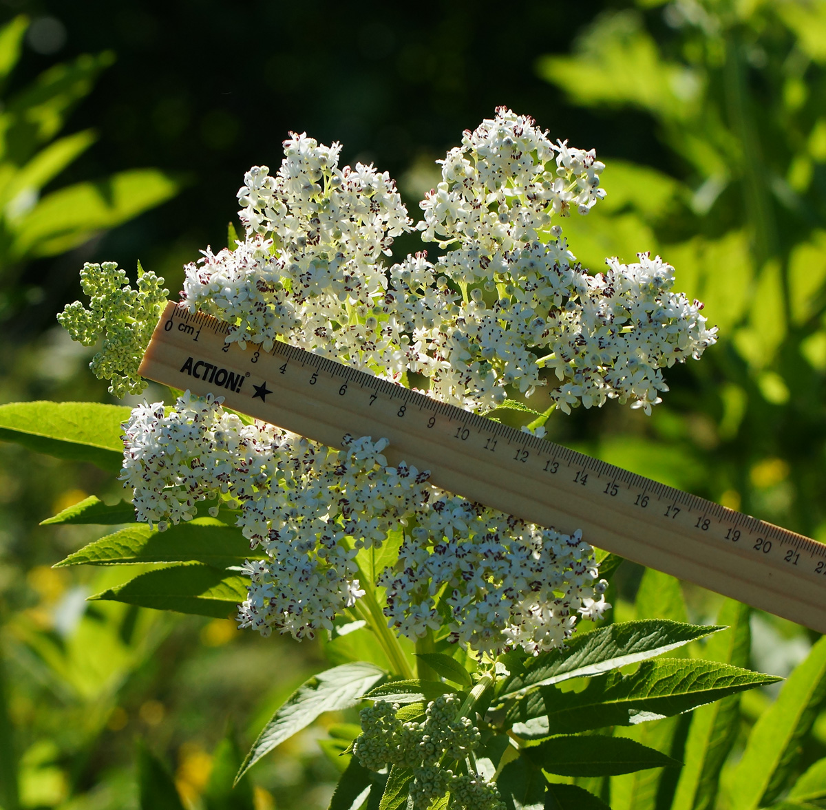 Изображение особи Sambucus ebulus.