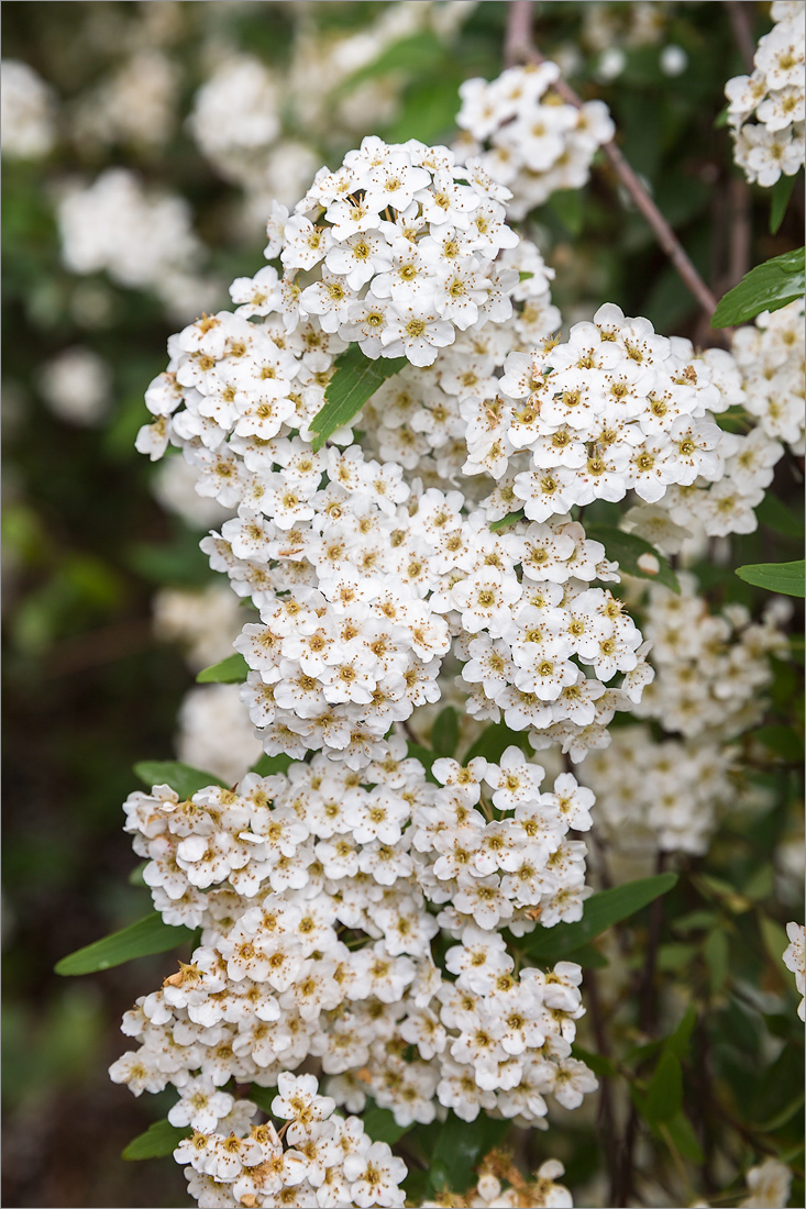 Image of genus Spiraea specimen.