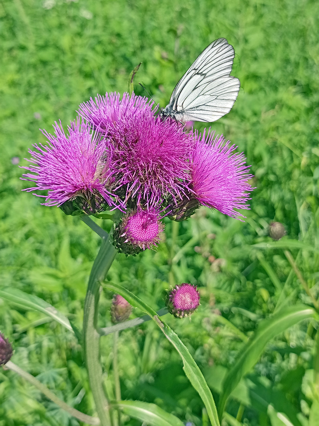 Image of Cirsium heterophyllum specimen.