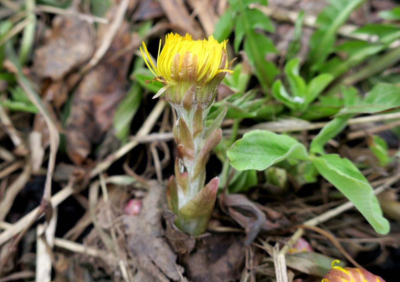 Image of Tussilago farfara specimen.