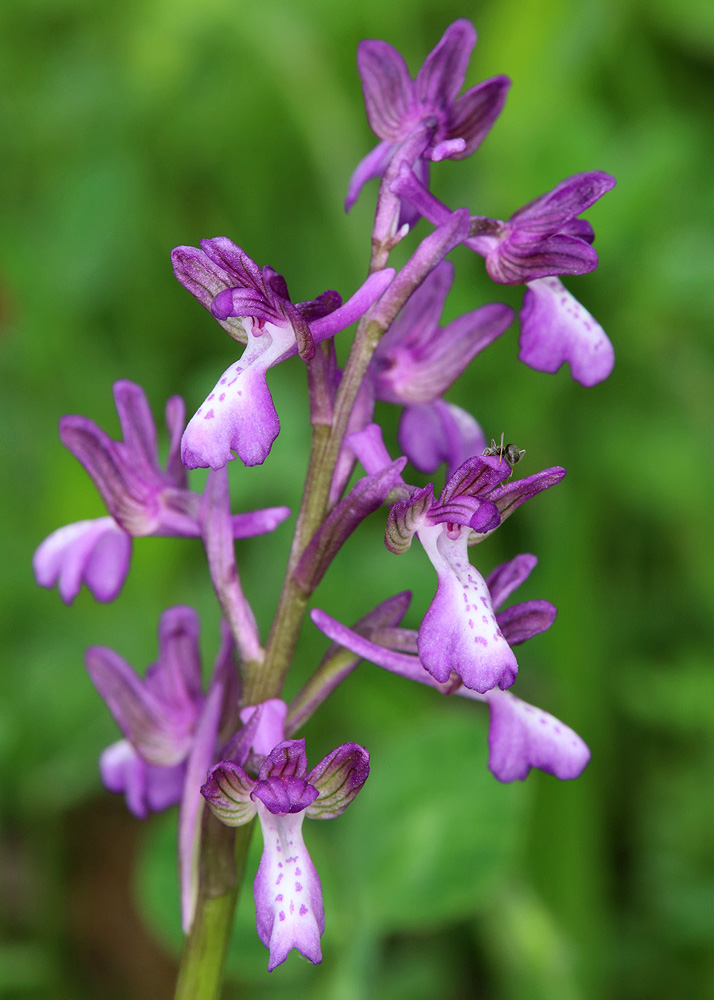 Image of Anacamptis morio ssp. caucasica specimen.