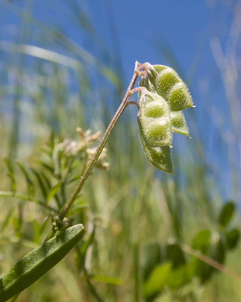 Image of Vicia hirsuta specimen.