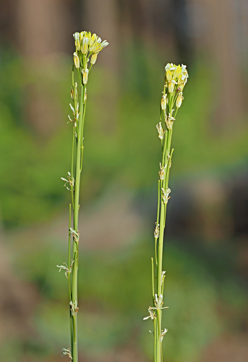 Image of Turritis glabra specimen.
