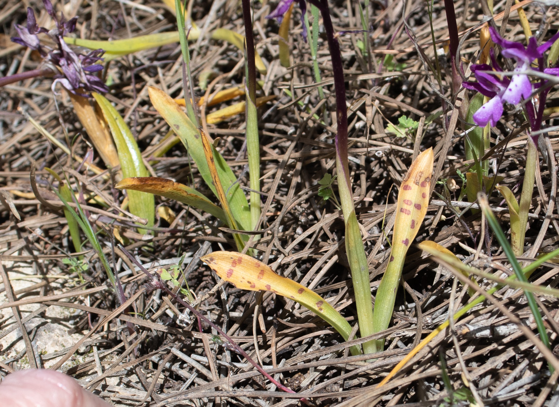 Image of Orchis anatolica specimen.