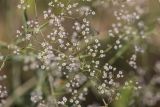 Gypsophila paniculata. Часть соцветия. Ростовская обл., Тарасовский р-н, гора Городище, песчаная степь. 11.06.2022.