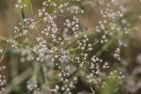 Gypsophila paniculata