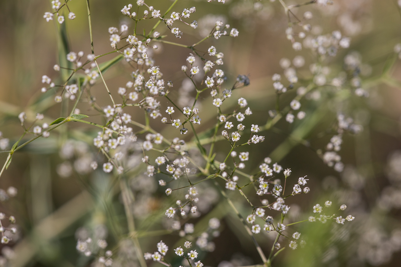 Изображение особи Gypsophila paniculata.