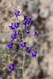 Delphinium longipedunculatum