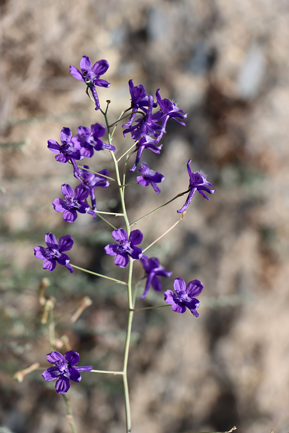 Image of Delphinium longipedunculatum specimen.