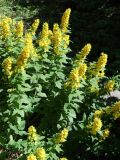 Lysimachia punctata. Цветущие растения. Санкт-Петербург, Кировский р-н, придомовой цветник, в культуре. 09.07.2022.