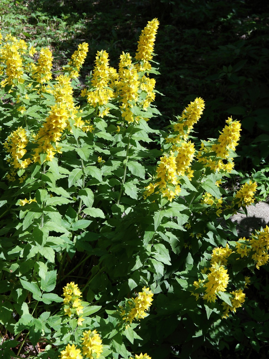 Image of Lysimachia punctata specimen.