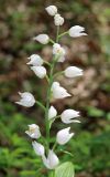 Cephalanthera longifolia