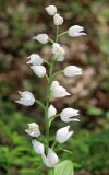 Cephalanthera longifolia