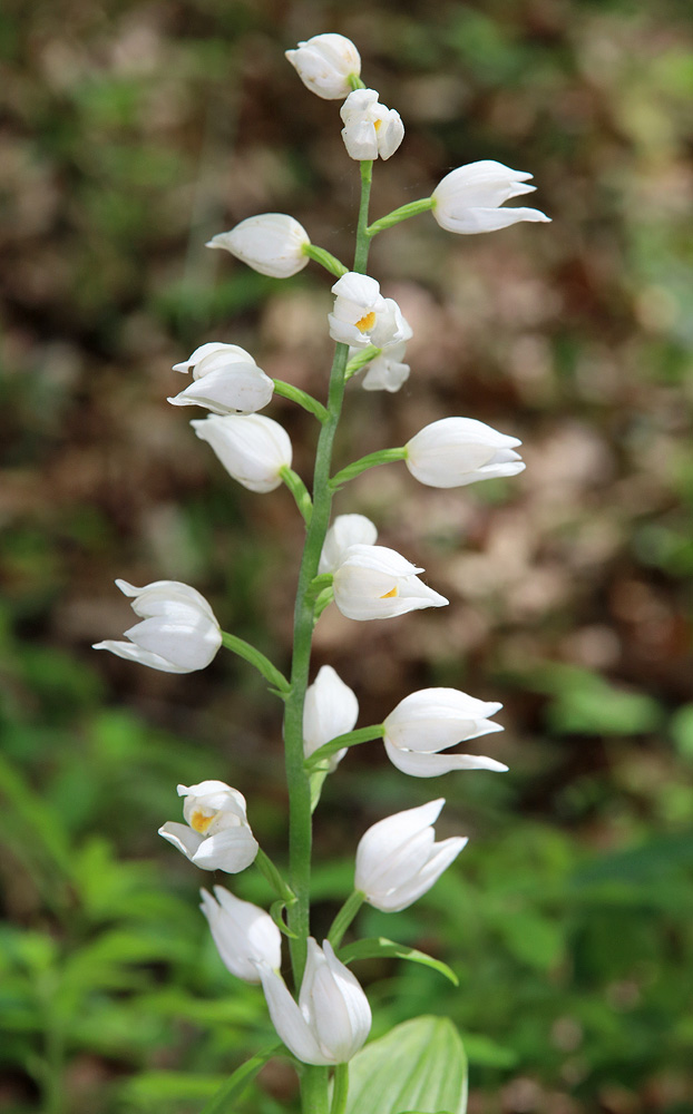 Изображение особи Cephalanthera longifolia.