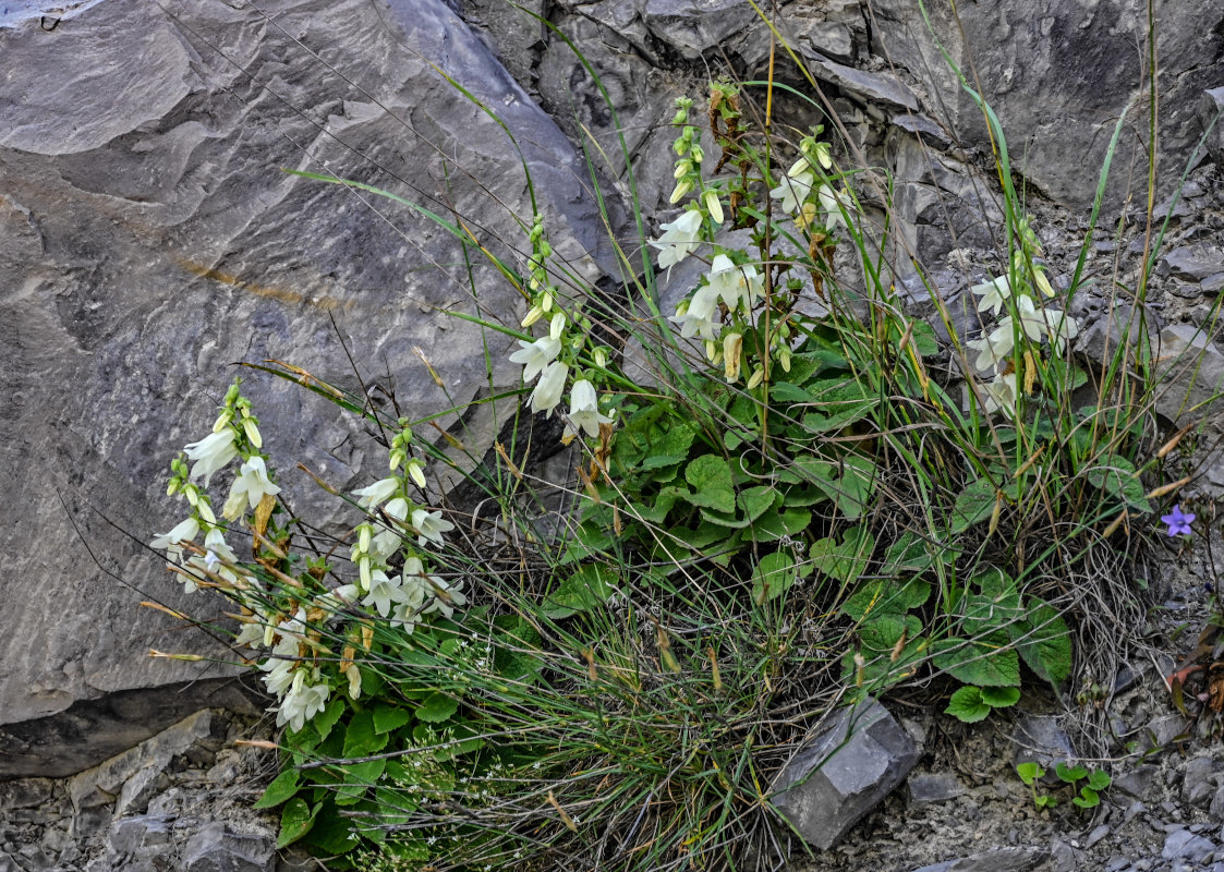 Image of Campanula alliariifolia specimen.