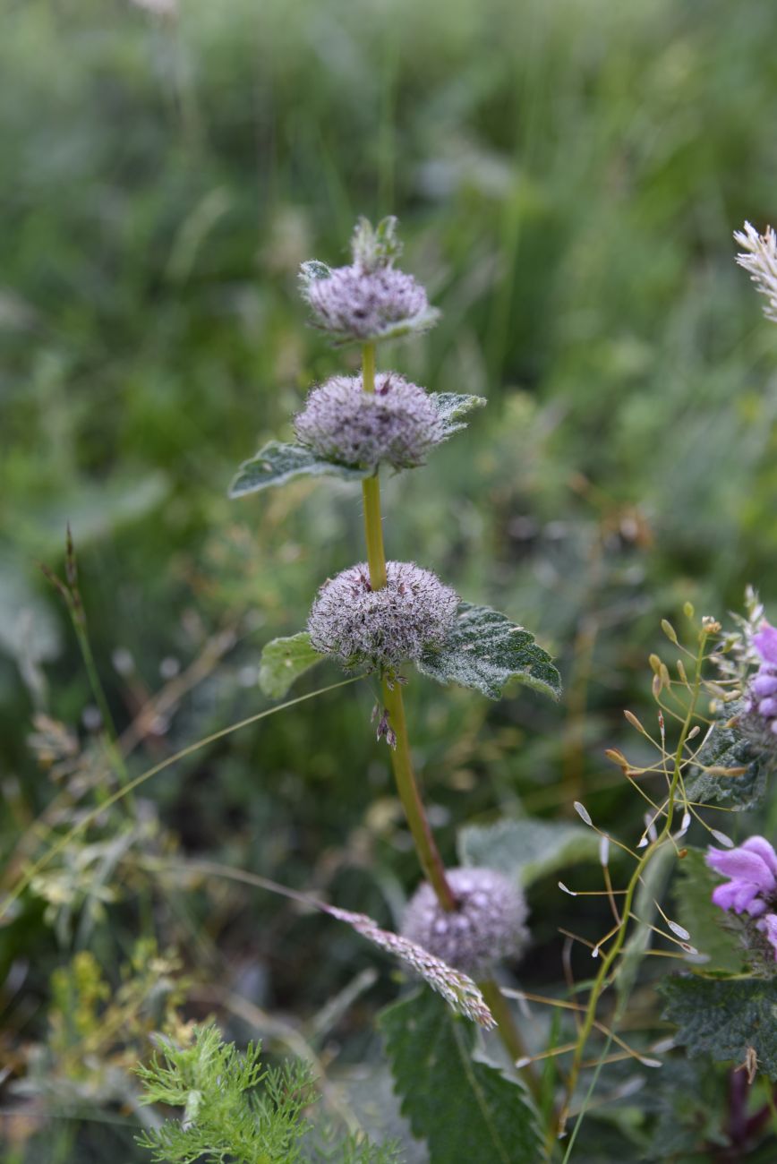 Изображение особи Phlomoides tuberosa.