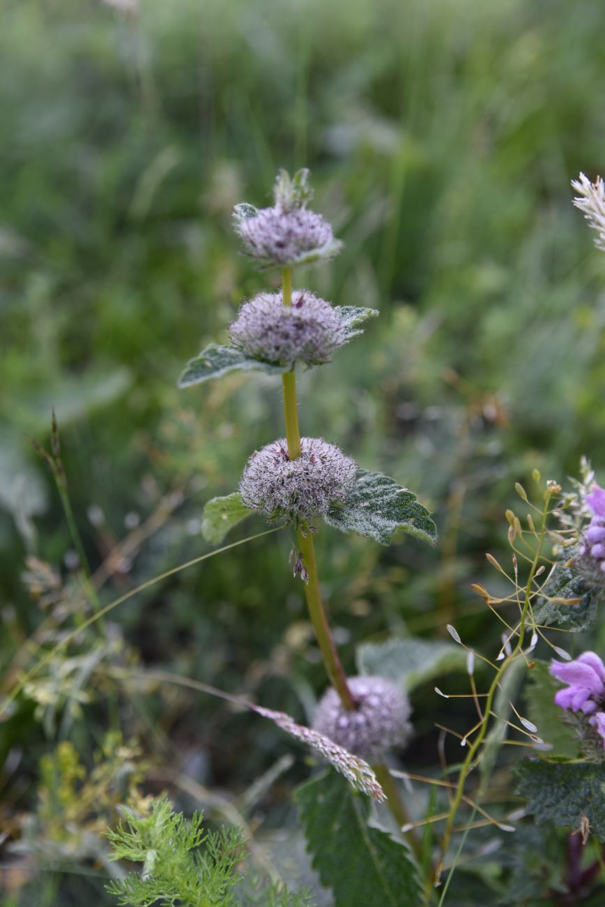 Image of Phlomoides tuberosa specimen.