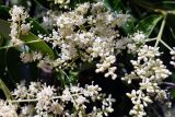 Ligustrum lucidum. Часть соцветия. Крым, Южный Берег, г. Алушта, в культуре. 16.07.2021.