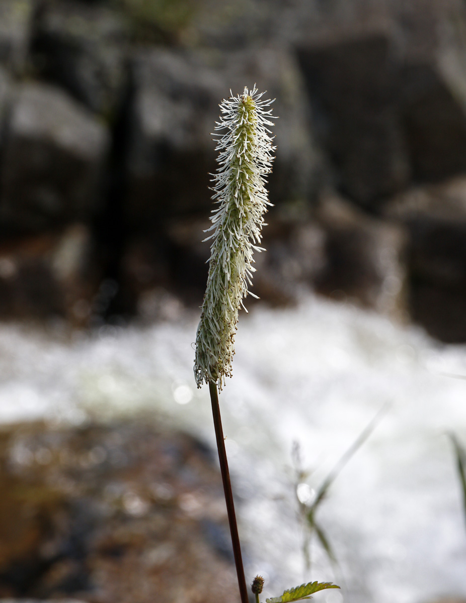 Изображение особи Sanguisorba stipulata.