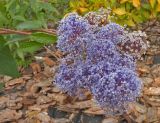 Ceanothus × delileanus