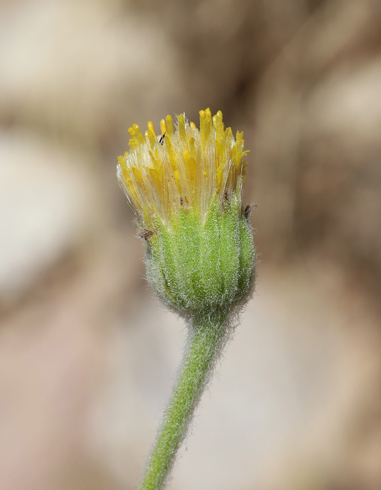 Image of Pulicaria gnaphalodes specimen.