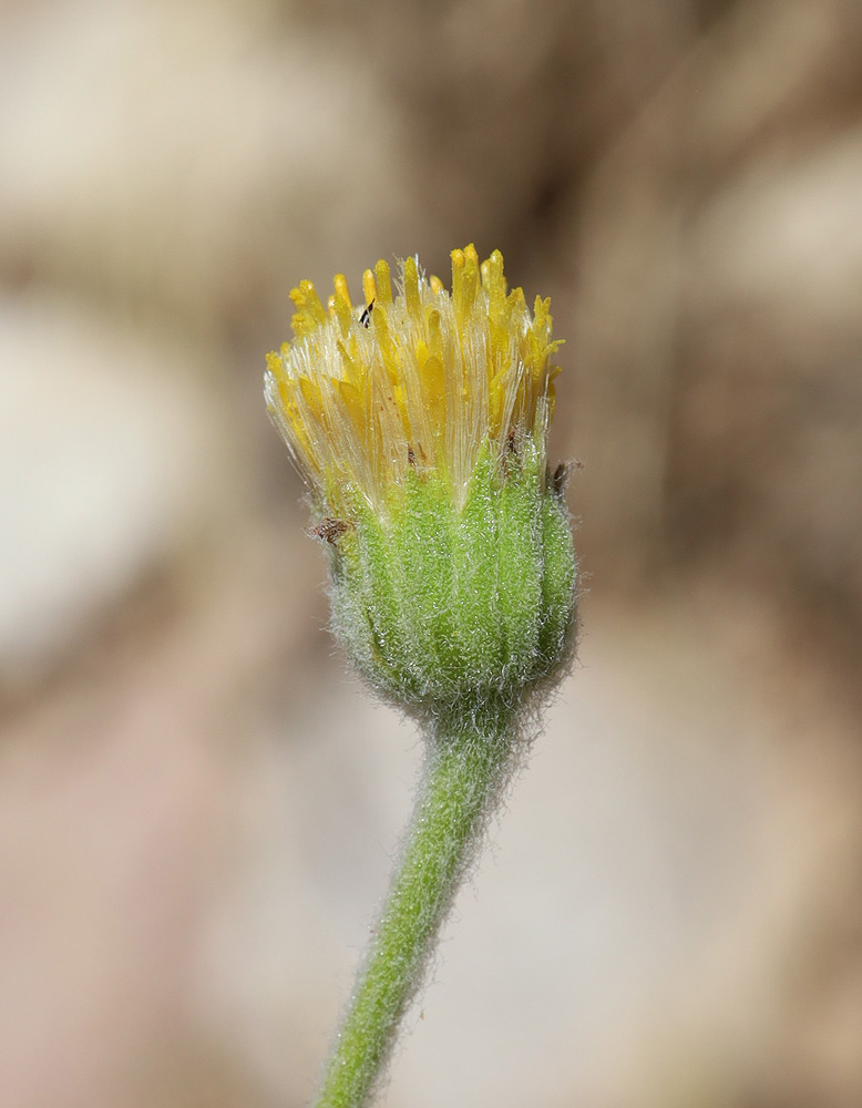 Изображение особи Pulicaria gnaphalodes.