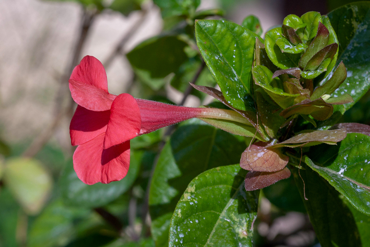 Image of Barleria repens specimen.