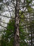 Larix sukaczewii. Часть кроны взрослого дерева. Свердловская обл., окр. г. Североуральск, лесной массив между старицей и основным руслом. 11.06.2008.