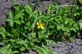 Potentilla reptans. Цветок и листья. Армения, обл. Лори, окр. г. Алаверди, монастырь Ахпат, ≈ 1000 м н.у.м., у каменной стены. 24.06.2022.