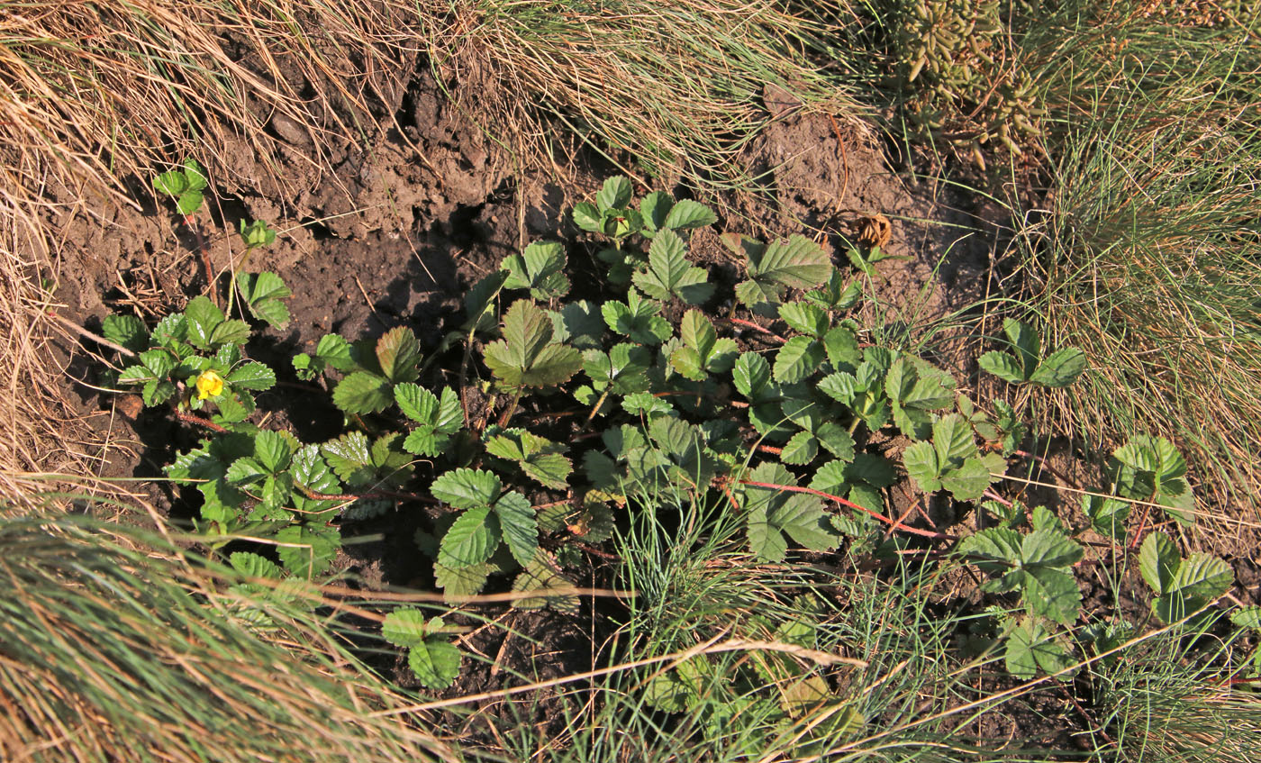 Изображение особи Duchesnea indica.