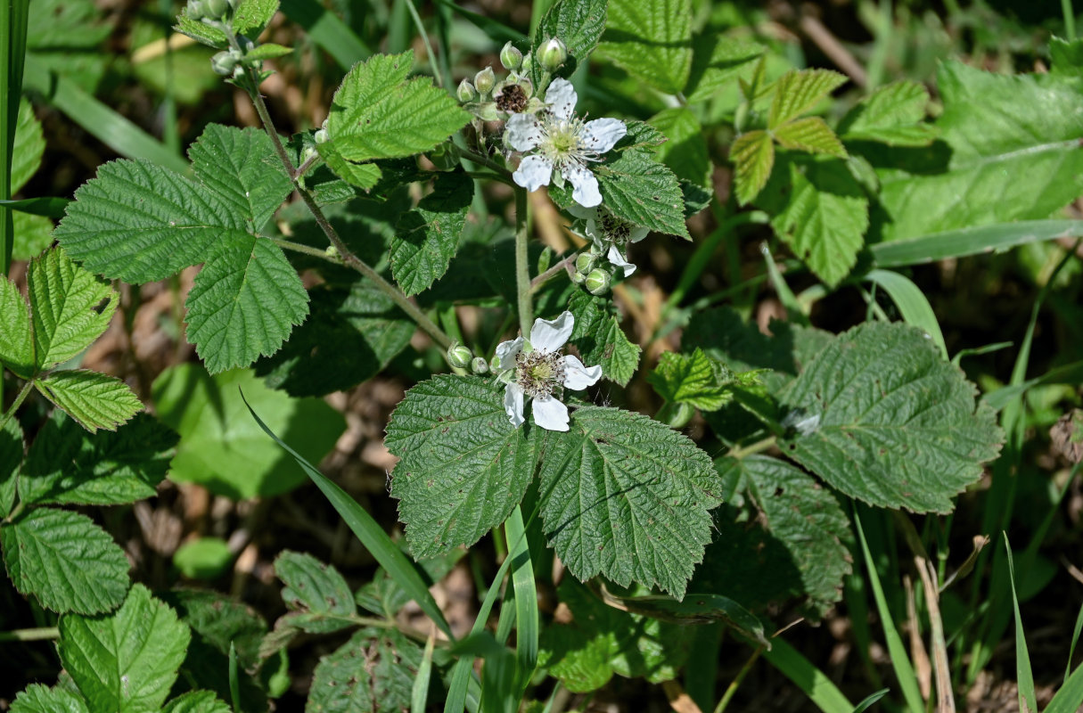 Изображение особи род Rubus.