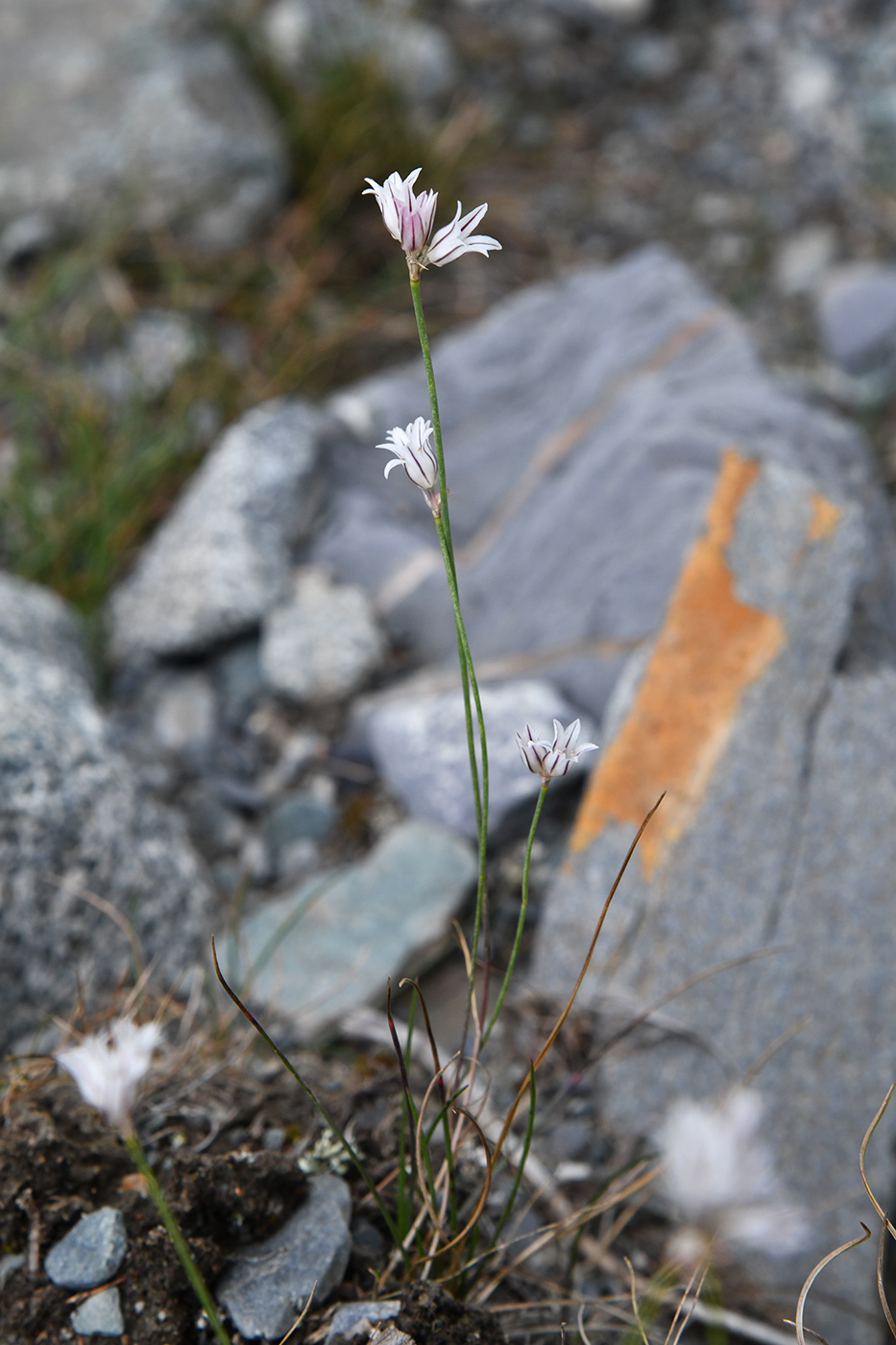 Image of Allium korolkowii specimen.