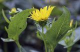 Silphium perfoliatum. Соцветие со стороны обёртки (видна абаксиальная поверхность листьев). Москва, ГБС, экспозиция растений природной флоры России. 15.09.2022.