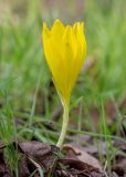 Sternbergia clusiana