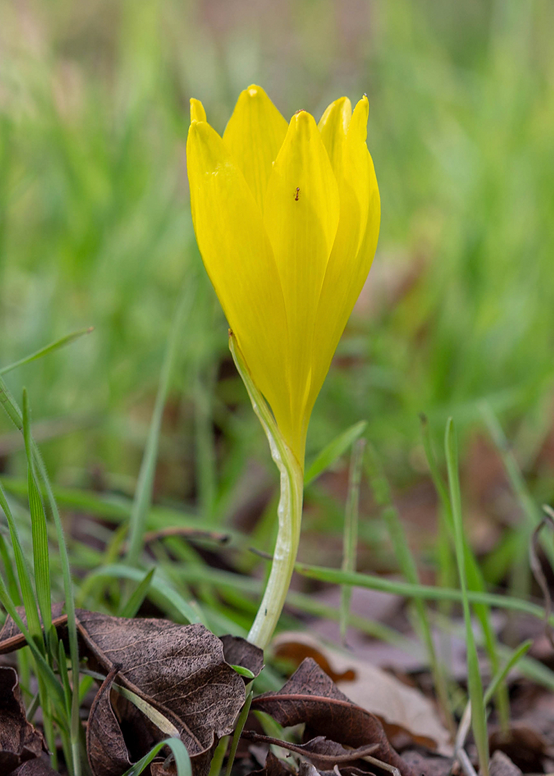 Image of Sternbergia clusiana specimen.