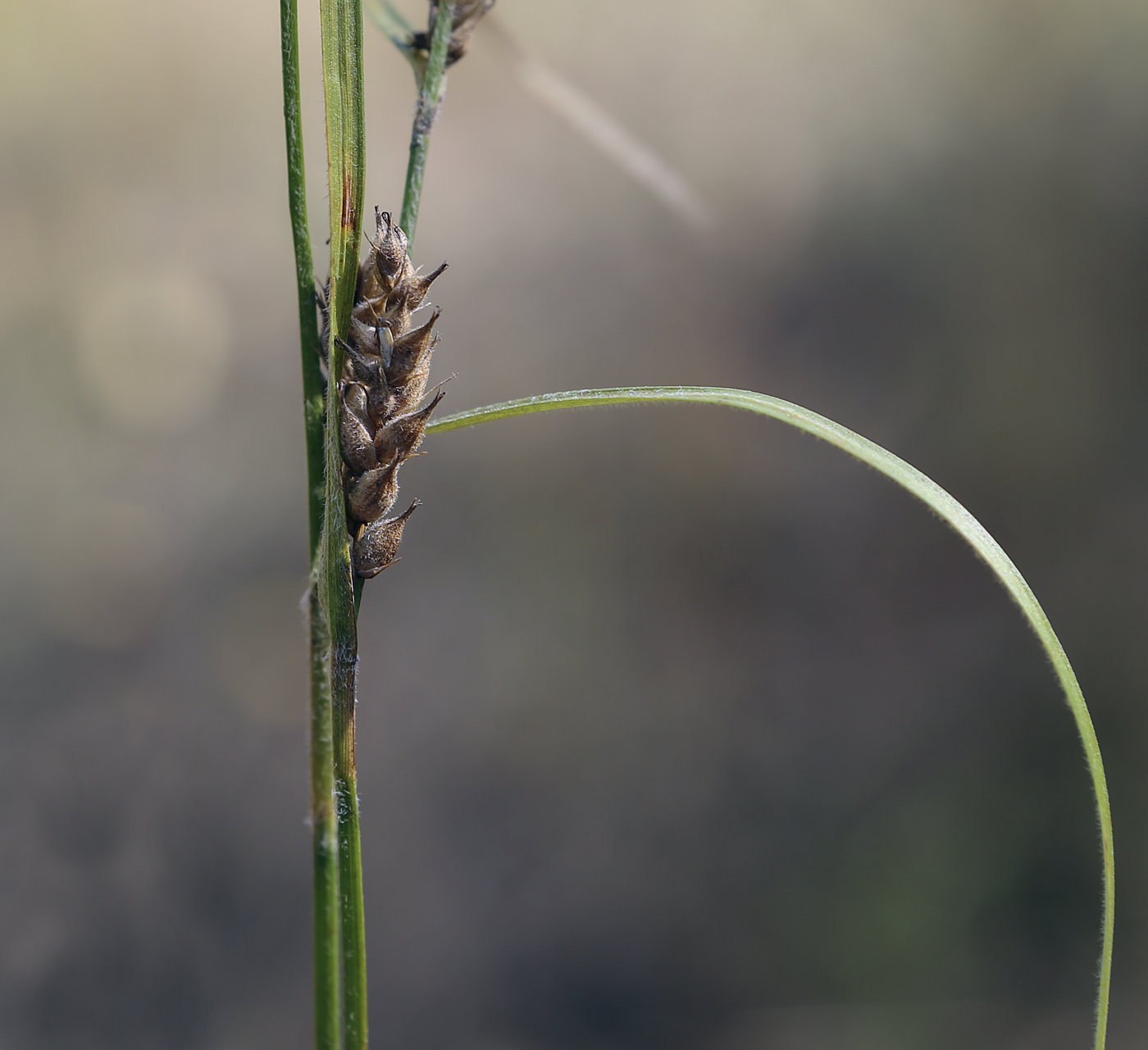 Изображение особи Carex hirta.