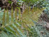 Polystichum setiferum. Верхушка вайи с сорусами (вид на абаксиальную поверхность). Краснодарский край, Сочи, окр. мкр-на Мацеста, Сочинский нац. парк, Агурское ущелье, скальная стенка. 24.01.2015.