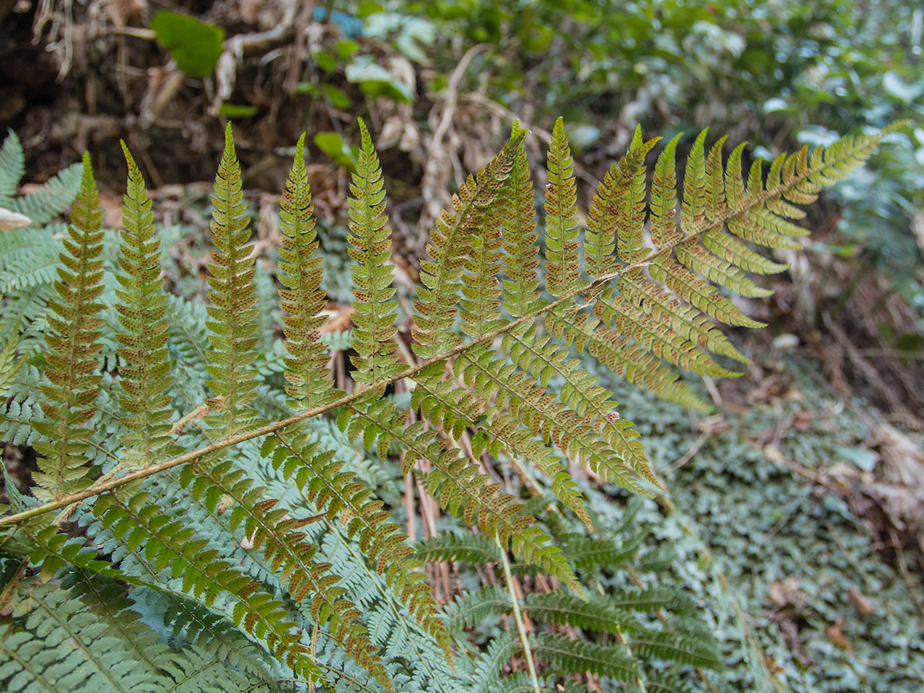 Image of Polystichum setiferum specimen.