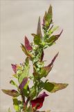 Chenopodium album