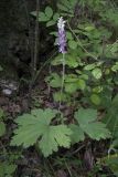 Aconitum desoulavyi