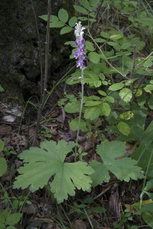 Image of Aconitum desoulavyi specimen.