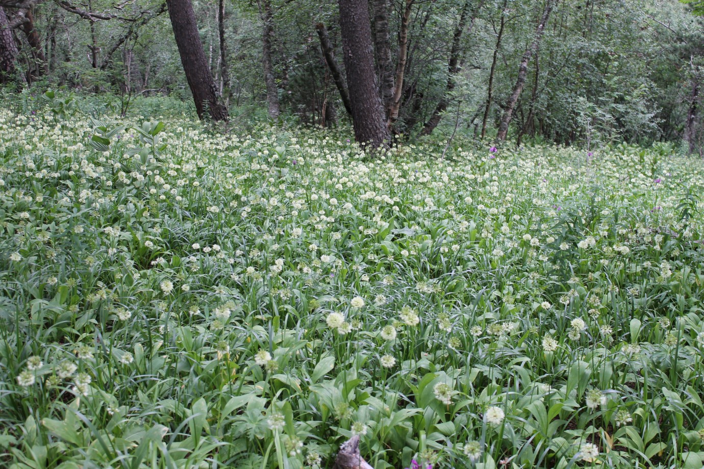 Image of Allium victorialis specimen.