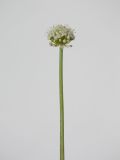 Allium cepa