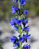 Echium vulgare