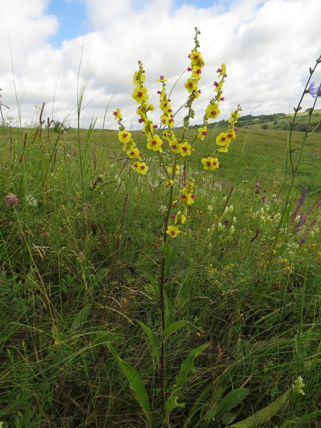 Image of Verbascum marschallianum specimen.