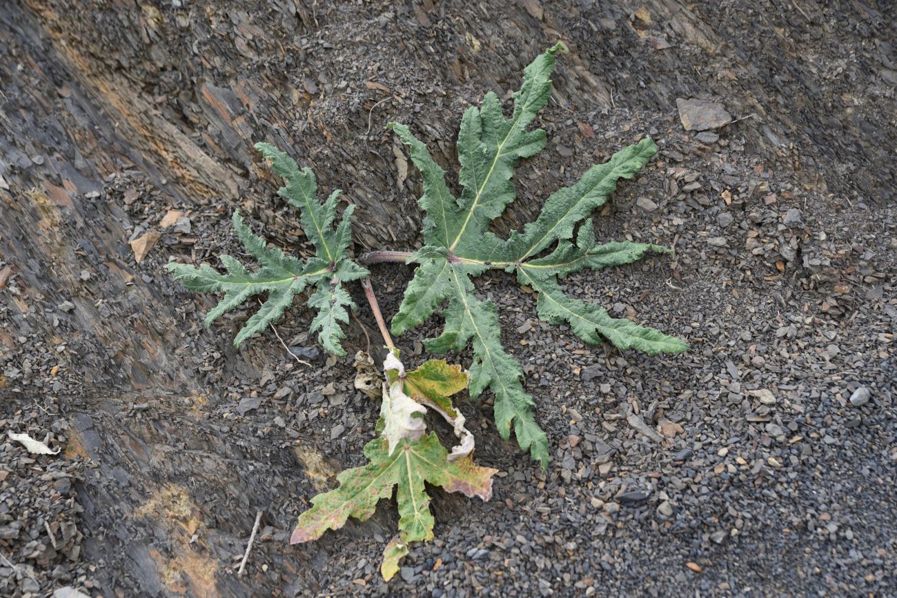 Изображение особи род Heracleum.