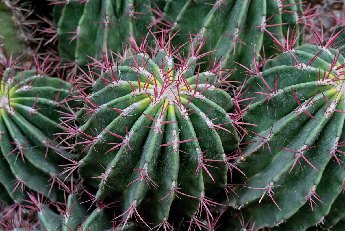 Image of Ferocactus pilosus specimen.