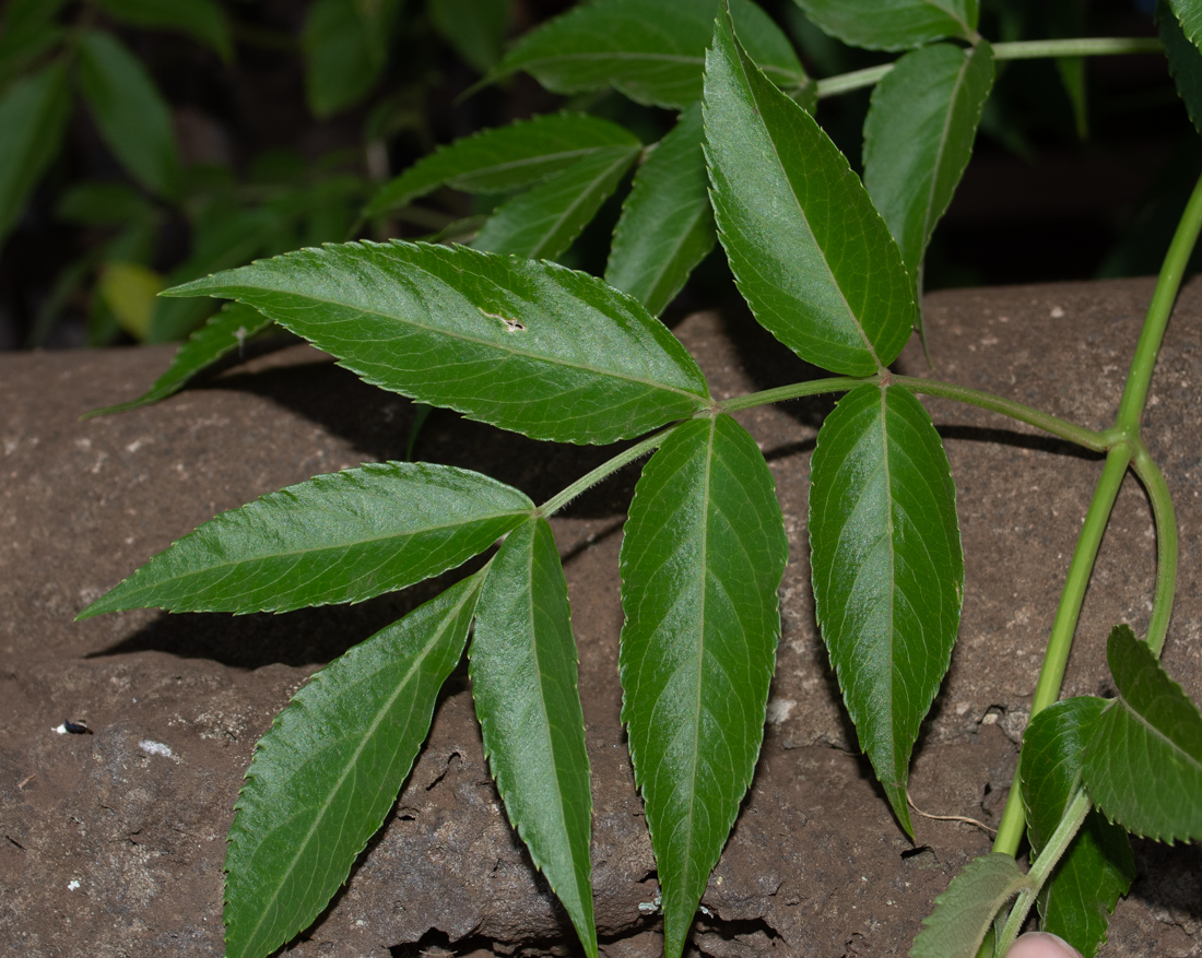 Изображение особи Sambucus mexicana.